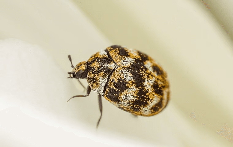 carpet beetle sitting on cloth