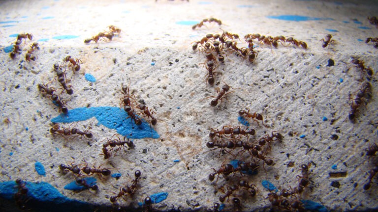 Ant War Between Two Colonies of Pavement Ants