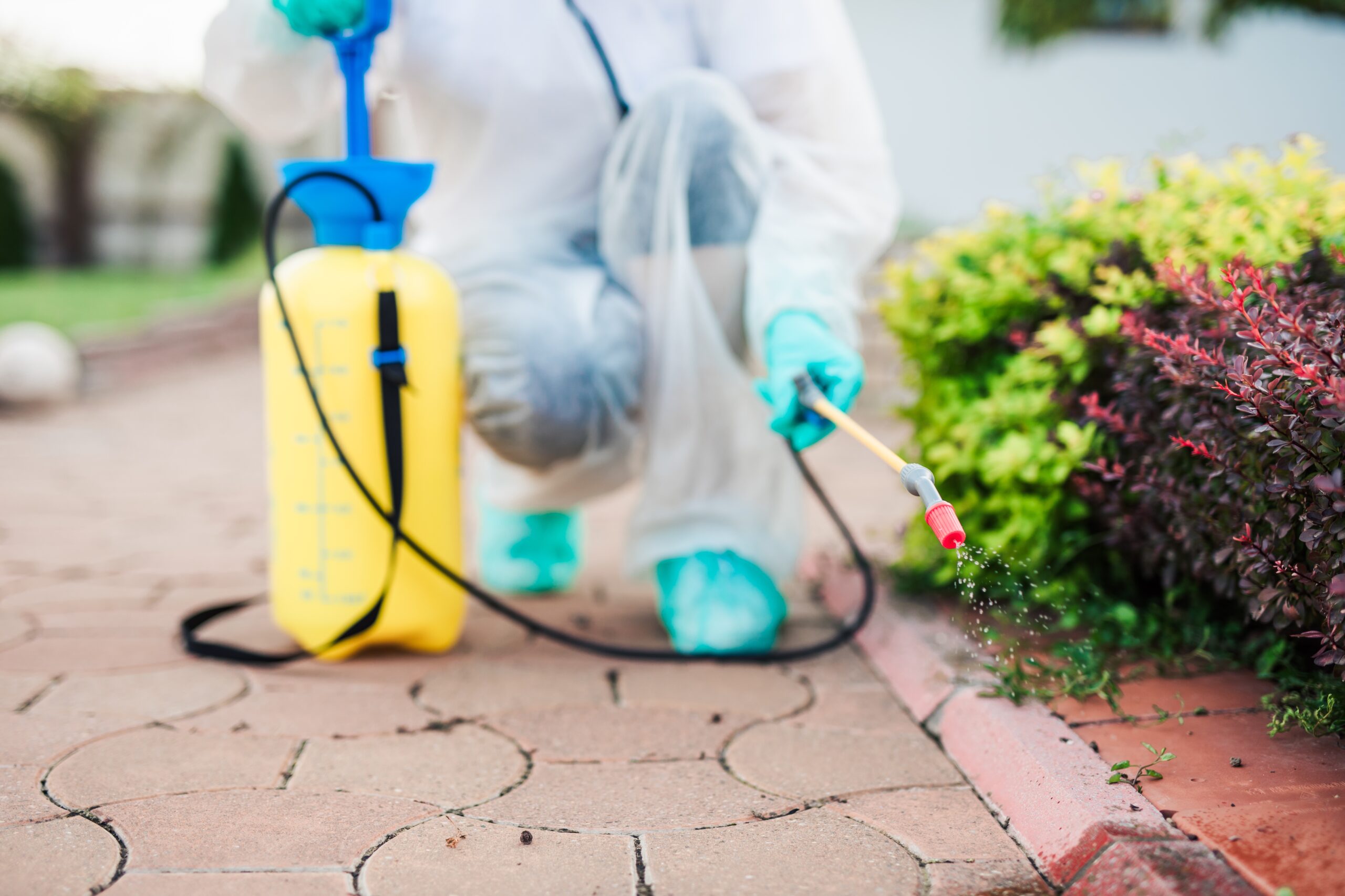 Exterminator in Work Wear Outdoors Spraying Pesticide with Sprayer